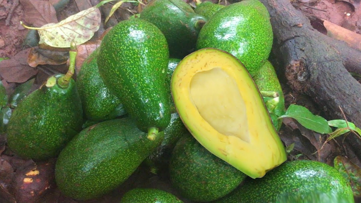 Avocado export crates