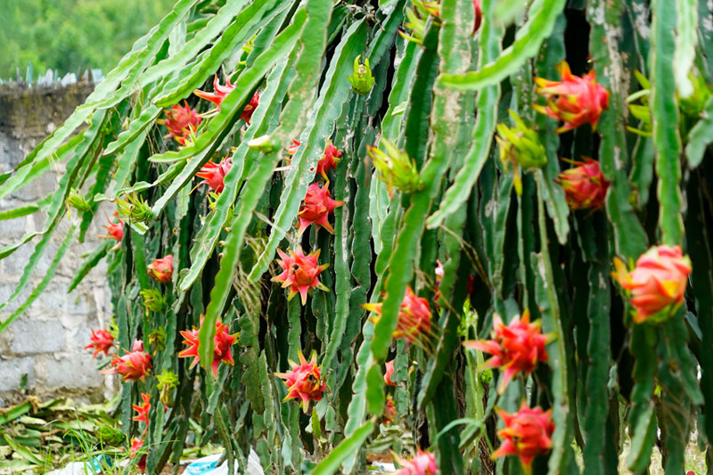 Dragon fruit hanging on vine